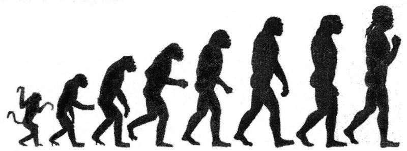 The Evolution of Human