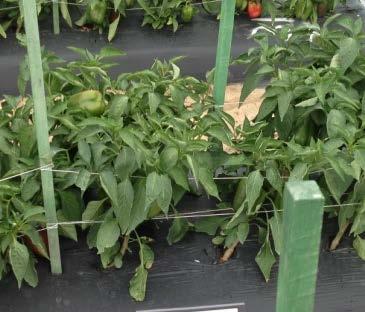 Disease Resistance Program Advanced Breeding Tools Leveraged in Vegetables Plant-Health Program GENETICS PIPELINE Disease Control: Plant Health Systems PROJECT: Phytophthora- Resistant Pepper STATUS: