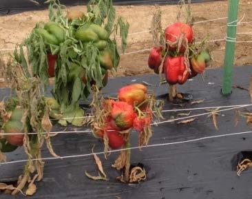 resistance to Phytophthora in pepper plants. Image below from university field trials in New Jersey.
