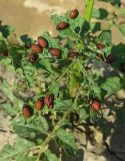 Treated with BioDirect Chemical Standard Project advances to Phase 2 Untreated Control Virginia 2014: Early tests indicate that BioDirect demonstrates protection against Colorado Potato Beetle In
