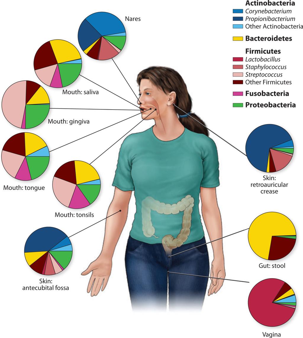 Grice and Segre Page 20 Figure 2. Genus- and phylum-level classification of bacteria colonizing a composite subject, showing that human microbiome diversity is dependent on the site sampled.