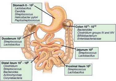 Carrying Capacity and Foodborne Illness HASPI Medical Biology Lab 09b Background Microflora of the Intestinal Tract Ecosystems have carrying capacities, which are limits to the numbers of organisms