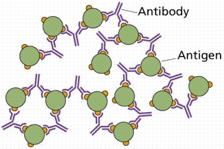 Antibodies are proteins produced by the immune system in response to foreign substances, called antigens.