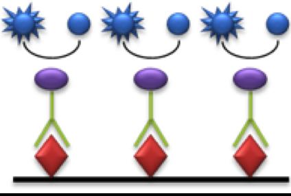 For example, when a flu virus enters the body a specific antibody is created to combat that flu virus. http://www.cartage.org.