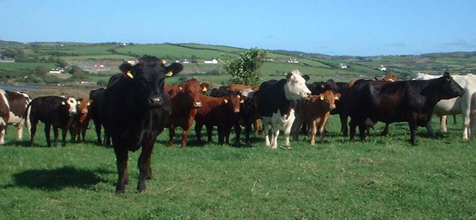 Ireland s Beef Industry >60,000 beef suckler farms 1.