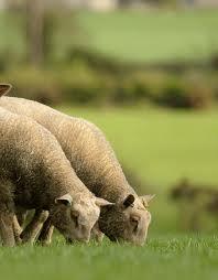 Ireland s Sheep Industry 32,000 sheep farmers 80% lowland and 20% hill 2.
