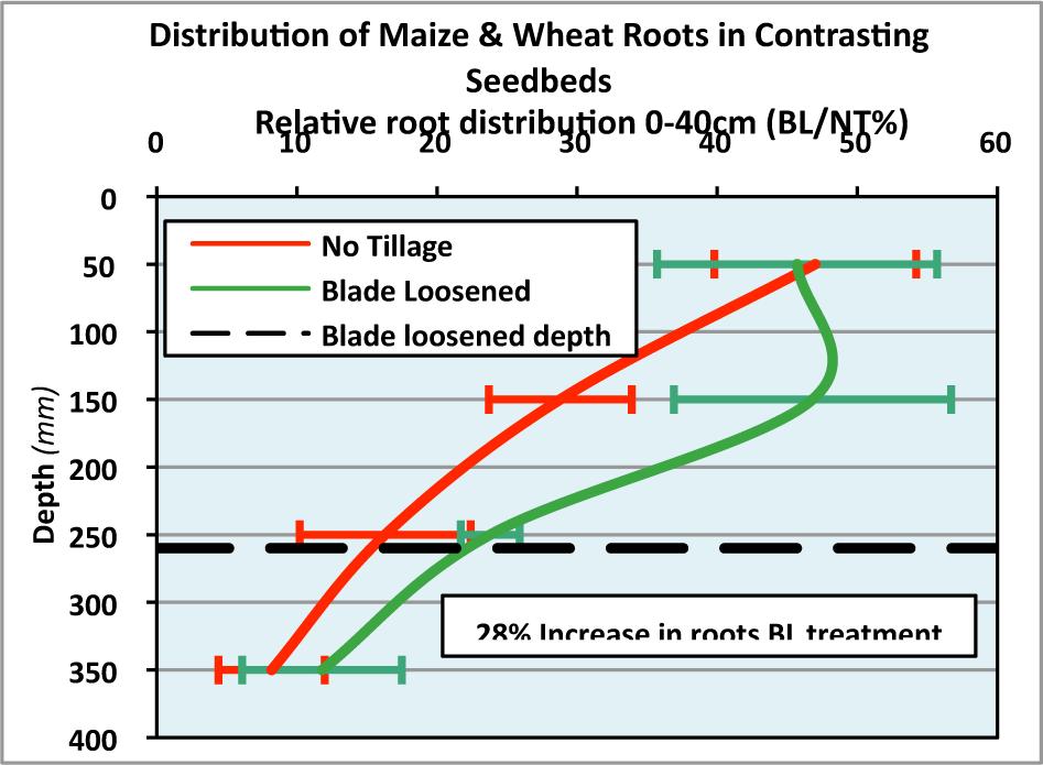 Figure 2. Root distributions of maize and wheat crops grown on No-tillage and Blade-loosened seedbeds. Horizontal bars are ± one SD.