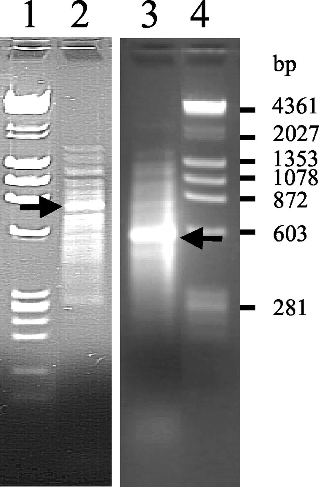 PCR products of subtractive lung squamous cell carcinoma cdna libraries generated either by a 4- base or a pool of 6-base recognizing restriction enzymes.