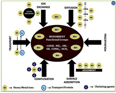Part 1 : BIBLIOGRAPHIC SYNTHESIS Mechanisms involved Bioremediation of heavy metal can occur through several pathways.