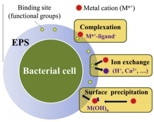 Part 1 : BIBLIOGRAPHIC SYNTHESIS Figure 15: Schematic diagram of mechanism of metal - EPS interaction and precipitation (Li and Yu, 2014).