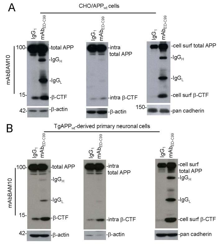 Supplemental Figure S2 Increased cell surface β-ctf is further confirmed by a β-ctf specific antibody.
