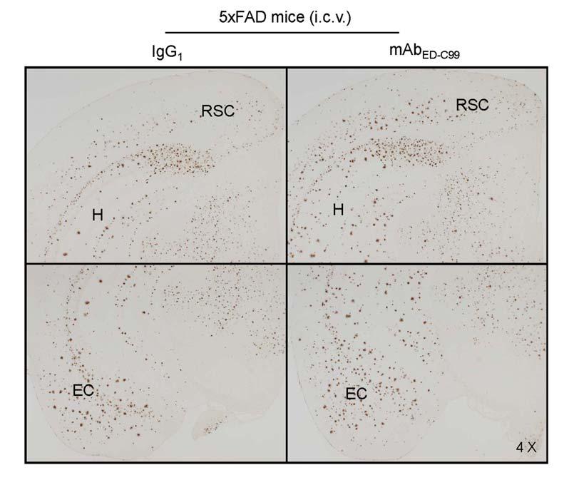 incubation, the cells were treated with mab ED-C99 or IgG 1 control at 1.25 μg/ml for 2 h.