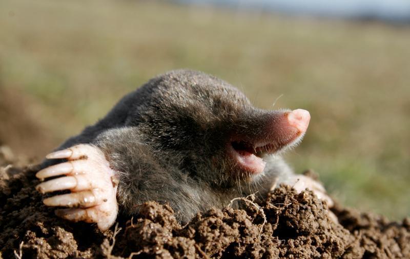Moles Eat worms and insects, not plants Damage mainly cosmetic Place
