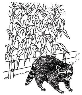 Good climbers Love sweet corn Raccoons Repelled by 2 strand electric fence, 6 and 12 above