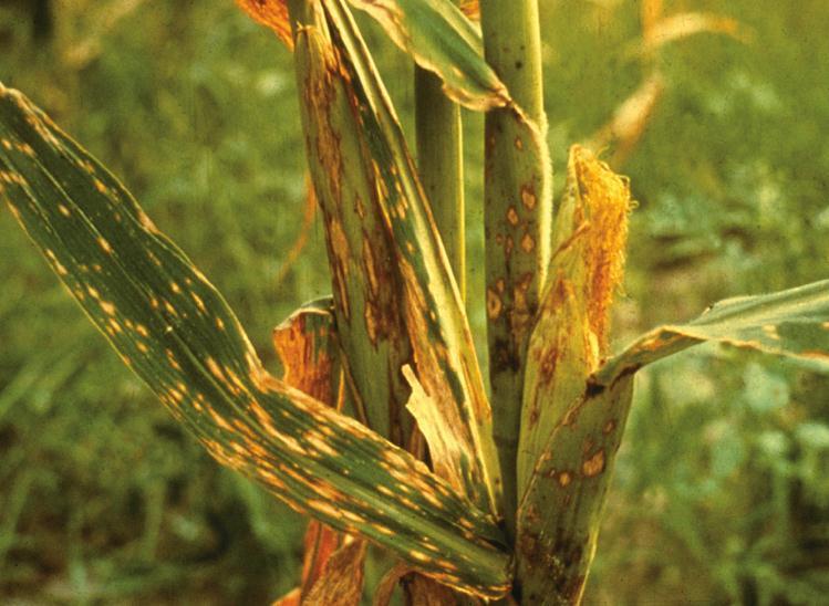 Pests and Diseases The Irish Potato Famine The Southern Corn Leaf Blight