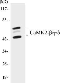 ANTIBODY SPECIFICITY Anti-CaMK2-β/γ/δ Antibody The Anti-CaMK2-β/γ/δ Antibody is a rabbit polyclonal antibody. It was tested on Western Blots for specificity.