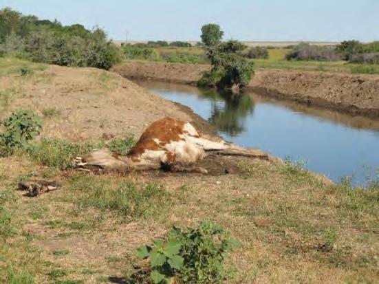Environmental Stewardship Livestock