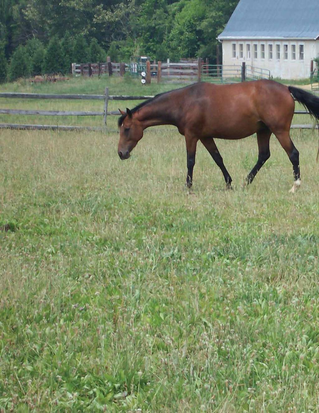 Horse Forage & Pasture When making your decision, vigor and persistence are characteristics you want from your forage seed. Choose forages adapted to your climate and soil.