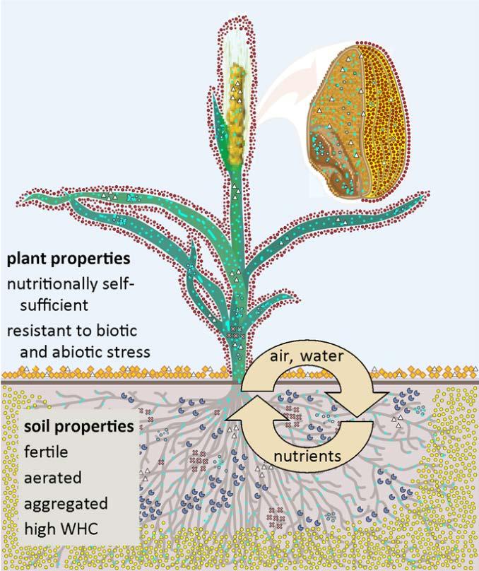 When healthy microbiomes are present, wastes and toxins are eliminated, crops grow well, and foods contain complete nutrition. Image from Lucero et. al.