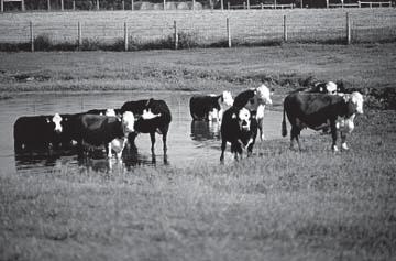 Herd Health Preventing and recognizing diseases Diseases and parasite problems common to Tennessee