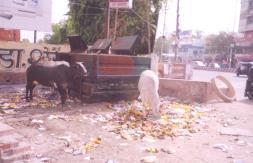 The karamcharis / operators collect waste from the various lanes and drains and dump it in the vacant plots or in the open dumps.
