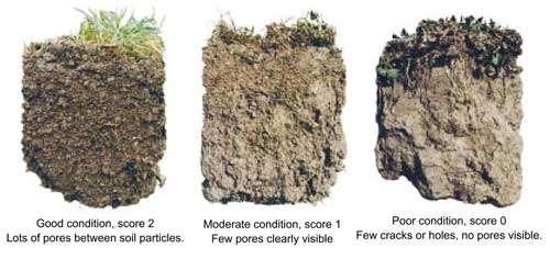 soil mottles