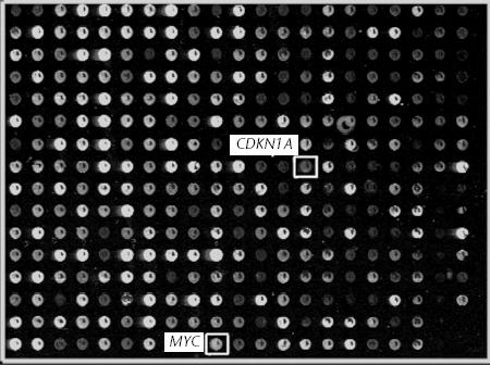 Microarrays Images Using Different
