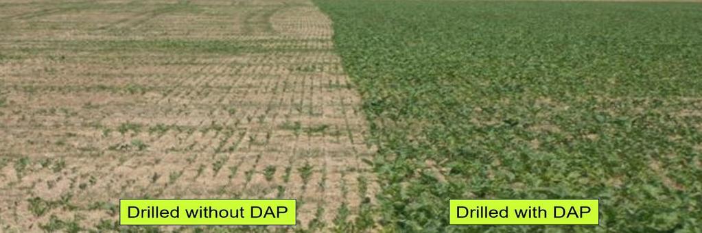 4. Drill with DAP Soil mineralisation is a key value point for cultivation. Soil disturbance leads to nutrients being released into the soil solution to support seedling development.