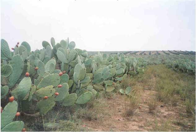 Total replacement of barley with cactus as supplement with straw had no effect on the growth of kids Complementary role of Atriplex and Cactus Atriplex Atriplex + cactus Hay intake (g/kg W.