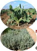 (21) Complementary role of shrub species Weaned lambs fed on straw Energy Barley Barley Cactus Cactus Nitrogen Soyabean Atriplex Soybean Atriplex Growth (g/d) 18 a 9 c 119 a 81 b Ben Salem et al.