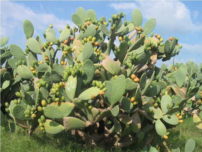 Alternative land uses in dry areas (SidiBouzid/) TND/ha 213 Non intervention : Rangelands Alternative land uses Farmers (Net income) Cactus 122 Cactus in alley + Pasture 69 Cactus in alley + Barley