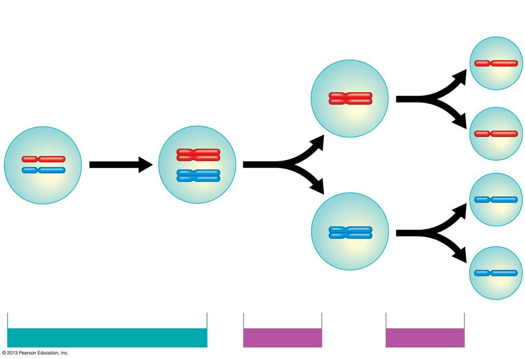 Figure 8.13-3 49 1 Chromosomes 2 Homologous 3 duplicate. chromosomes separate. Sister chromatids separate.