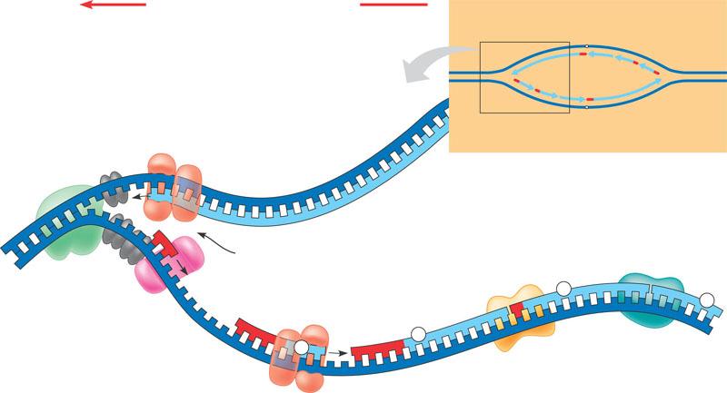 12. Label the diagram of DNA replication and answer