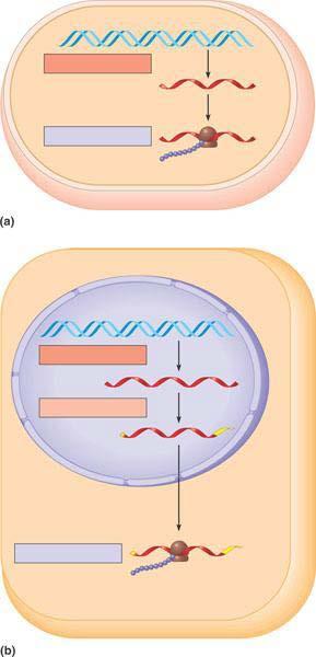 14. What are telomeres and why are they important? How does telomerase play a role? AP Biology Exam Checkpoint: 15.