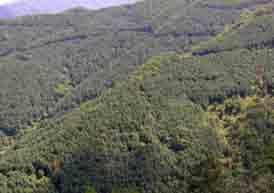1 mil ha, 12 bil trees - Fuelwood forests: 643,000 ha - Rehabilitation by