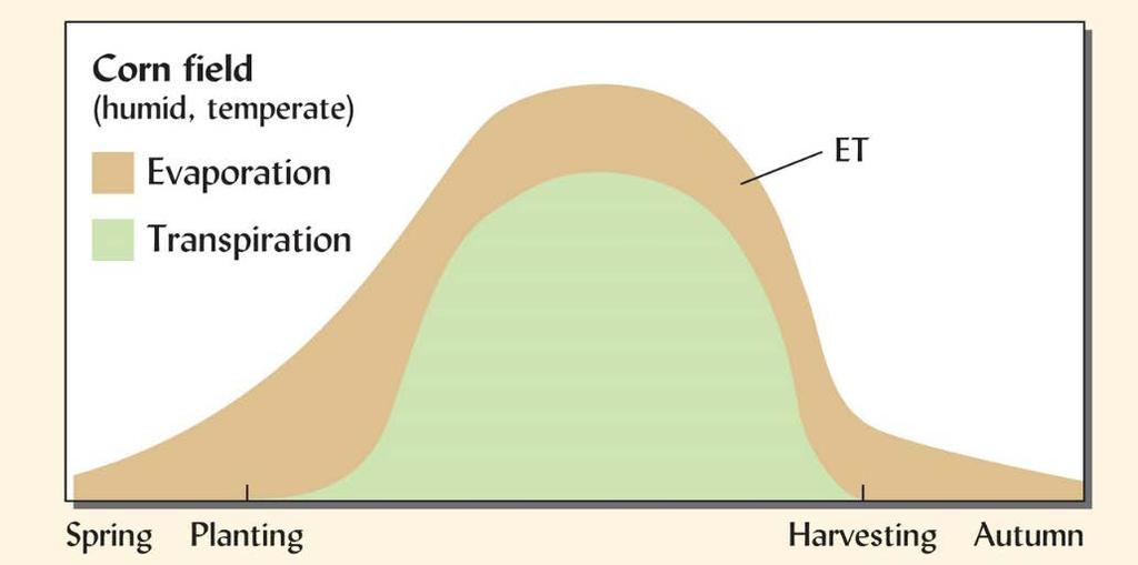 Evapotranspiration In natural systems it is