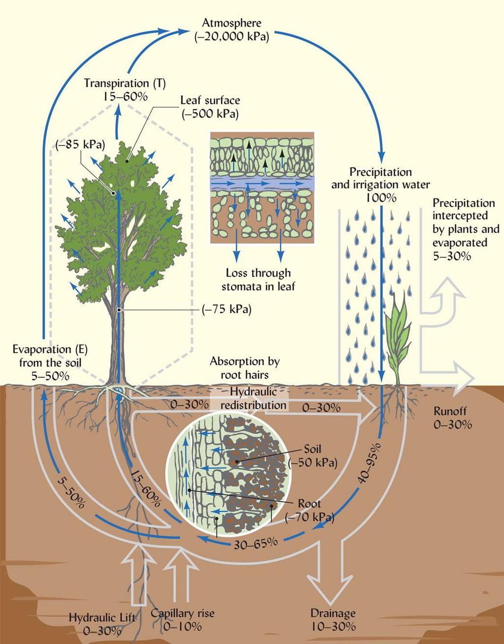 Soil Storage Infiltration Runoff + Drainage = Discharge Water Cycling in Soil-Plant- Atmosphere Systems 5-30% of rain is intercepted 0-30%