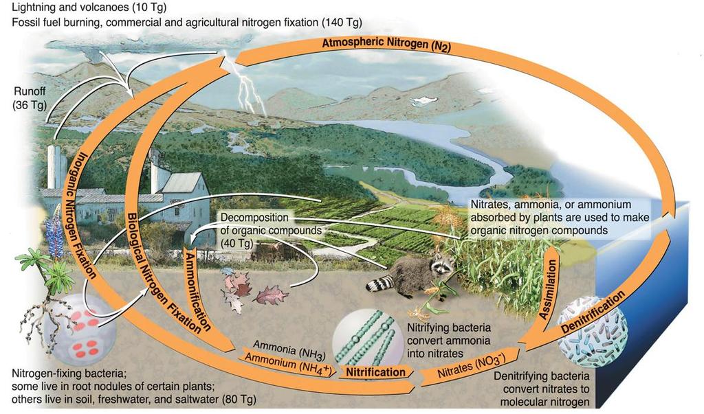 NITROGEN CYCLE 8A,B,C 7 3 1 2 6 9 4 5A 5B LABEL AND EXPLAIN THE PROCESSES AT EACH NUMBER IN THE DIAGRAM ABOVE 1. Plants absorb nitrogen from the soil 2. Consumers eat the plants 3.