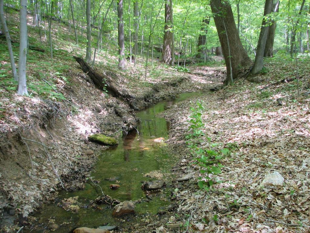 Components or parts of a watershed Atmosphere Vegetation or Forest canopy Forest floor or litter