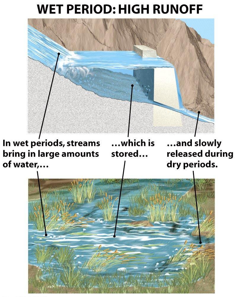 wetlands and swamps The hydrology of