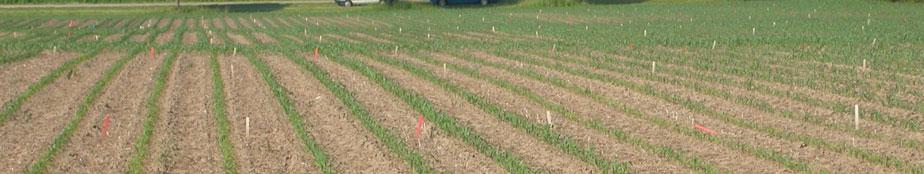 Ontario Starter Fertilizer Trials, Elora 28 Soil Test