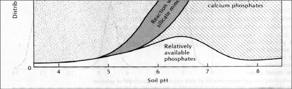 , 1982 Phosphorus increases tiller initiation Percent