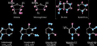 Nucleotides and Nucleic acids Nucleic acids are biopolymers made of nucleotides, which are made of nucleosides Nucleosides are made of aldopentoses linked to a