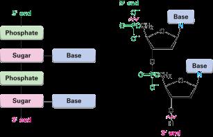 Phosphodiester bonds Base pairing in DNA In 1953 Watson and Crick noted that DNA consists of two polynucleotide strands, running in opposite directions and coiled around each other in a double helix