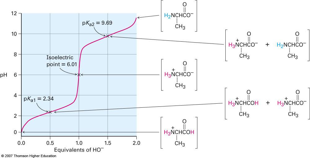 Titration Curves of Amino Acids If pka values for an amino acid are known the fractions of each protonation state can be calculated (Henderson-Hasselbach