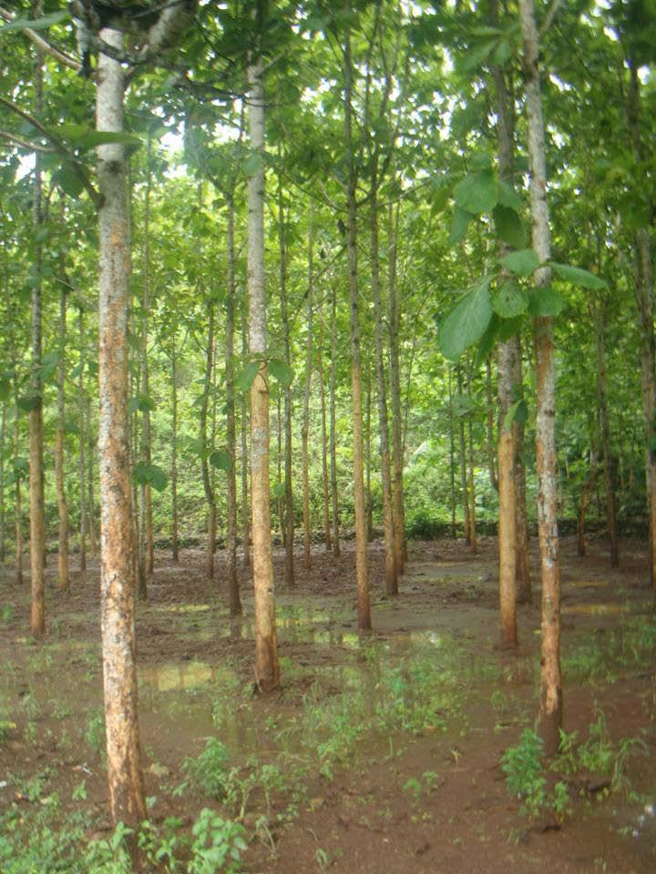 Introduction 1. Smallholder timber plantations play important roles on rural development and support timber based industries. 2.