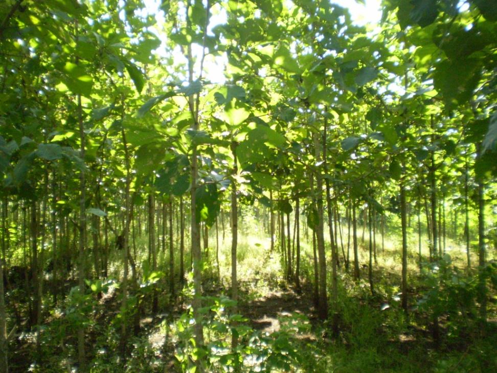 Introduction Smallholding plantations: Rarely benefit from silvicultural management Logs