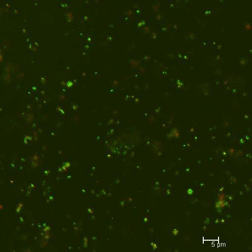 Confocal images of our nanocomposites show an inhomogenous dispersion of nanoparticles, with many regions of nanoparticles clumped close together.