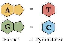 This is called the base pairing rules and it explains Chargaff s rules. There is a reason why A = T and G = C.