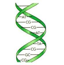 DNA as a Carrier of Information Sequence of bases A necessary property of genetic material is that it be able to: carry information. The DNA molecule is able to do this.
